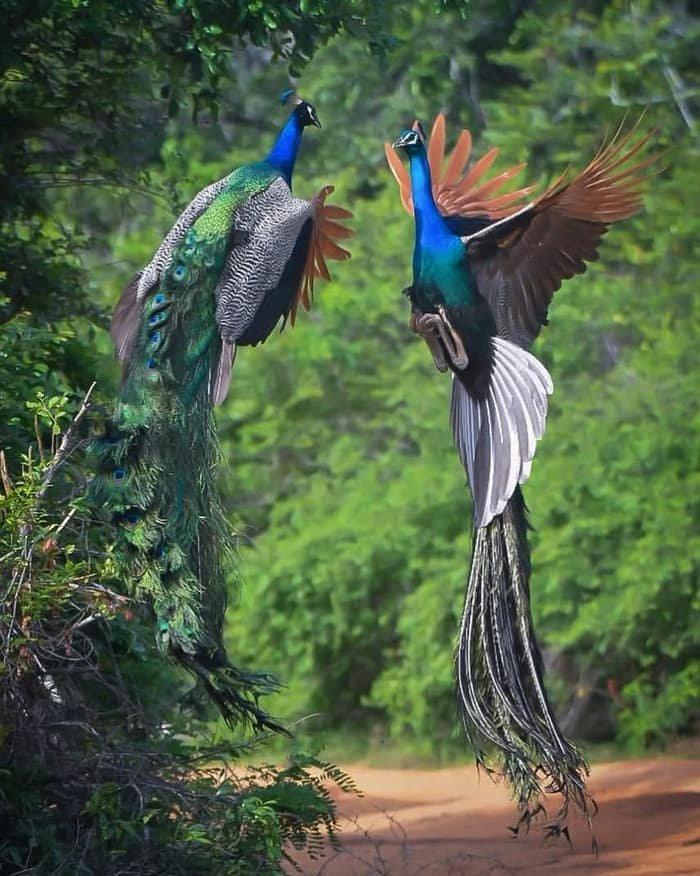Sha Lanka Travels gallery photo