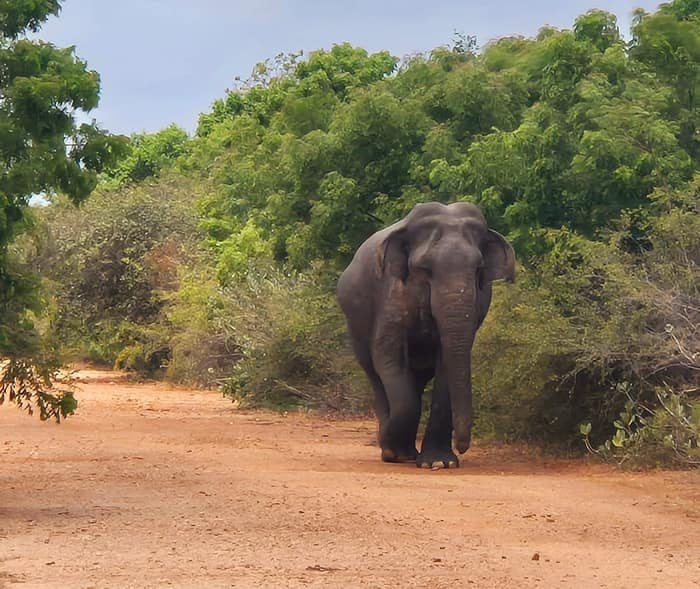 Sha Lanka Travels gallery photo